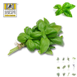 basilico-fresco-mazzo