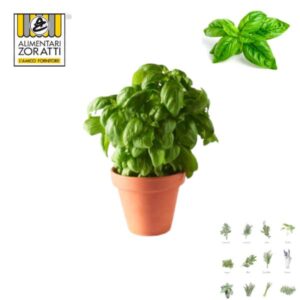 basilico-fresco-piantina