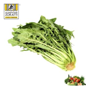 catalogna-cicoria-kg