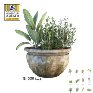misto-aromi-al-kg-salvia/rosmarino-freschi-mazzo-da-gr-500-c-ca