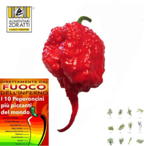 peperoncino-carolina-reaper-kg-2-00-c-ca-il-piu-piccante-al-mondo-