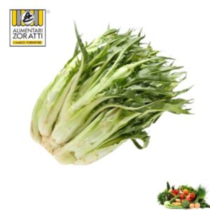 puntarelle-kg-catalogna-cicoria-spigata