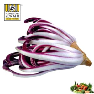 radicchio-tardivo-lungo-cespo-insalata-trevisana-