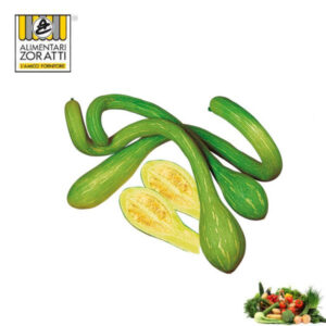 zucchina-trombetta-ligure-kg-lunga-ricurva-